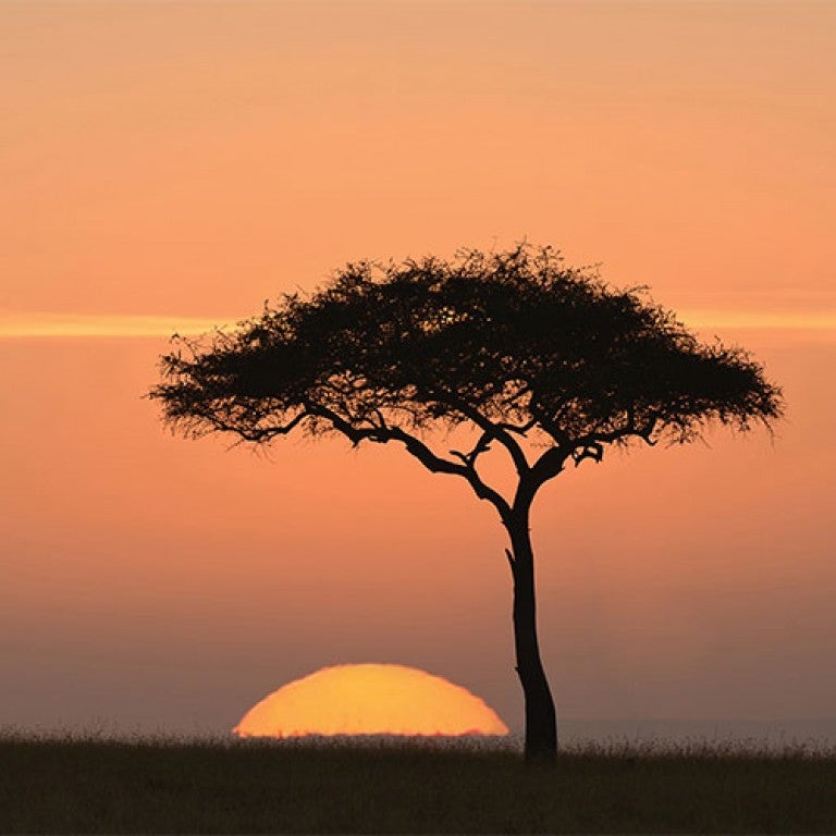 Photo of an Acacia tree at sunset in Africa
