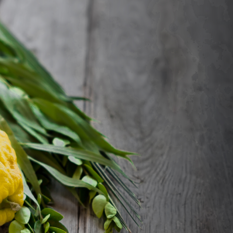 Lulav and etrog